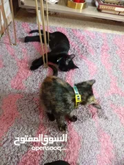  2 قطتين شيرازي للتبني مع حمامهن العمر 3شهور