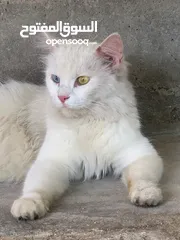  1 قطه شيرازي للبيع