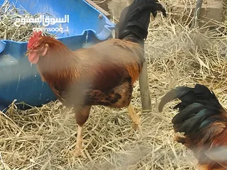  4 ديكه فرنسيه