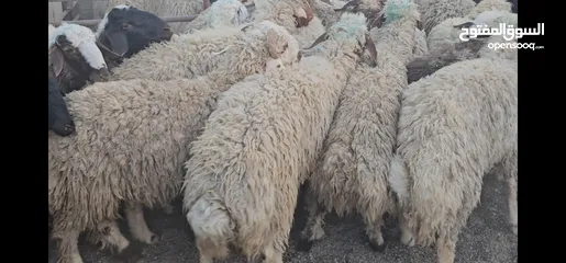  5 ذبايح خروف نعيمي حجم كبير