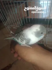  15 عصافير حب بادجي 2 مع القفص
