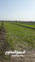  2 ارض زراعية للبيع ( سعر مناسب ) في الحلة بابل منطقة المحاويل جة الخط السريع الدولي