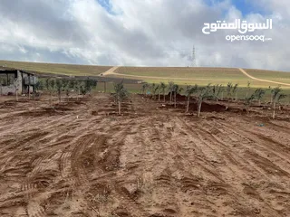  1 مزرعه زيتون منطقه قعفور
