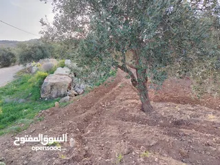  6 مزرعة زيتون ملوكية اطلالة ع الغرب و جبال فلسطين ع ثلاث شوراع قرب شارع الستين ثغرة السلطان