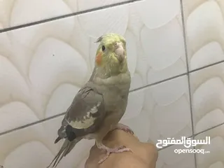  4 ككتيل اليف 1000/1000