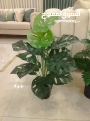  2 نبات صناعي متل الطبيعي جديد قطعة ويوجد توصيل