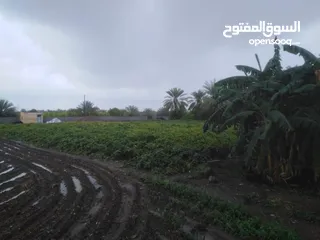  6 ارض زراعيه في منطقه الرميس بولاية بركاء بجانب الجامعه الالمانيه