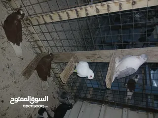  6 كوم كامل للبيع  دينارين ونص الحبه زق وكش الفحول كلها كش