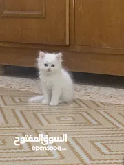  4 قطط ام شيرازي وأب بانده