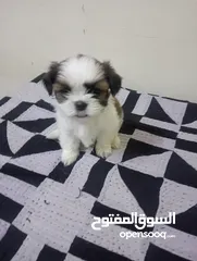  10 Shih tzu puppies