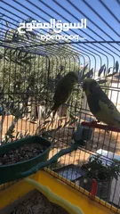  2 جوز حب شغال