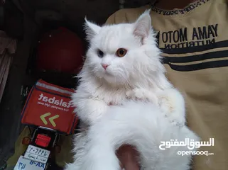  1 قطط للبيع شرازي