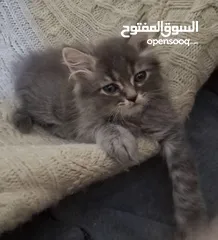  27 كتن شانشيلا  شعر طويل   العمر شهرين جاهزين لبيتهم الجديد