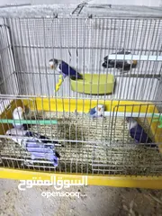  1 مخاليف فيشر وكوكتيل زق جوز دره
