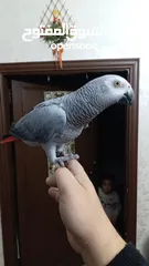  2 كاسكو كلام مفتوح البيع عل سمع