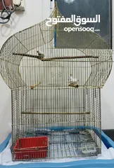  1 Finches Adult size 4 birds