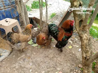  3 بيت دجاج براهيم وباكستاني