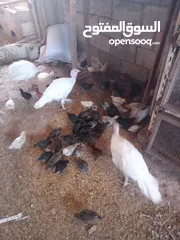  3 صيصان جاج بلدي للبيع