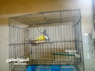  2 جوزرن كنار