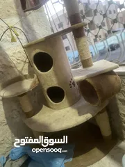 7 قطه مع بيت تفصيل