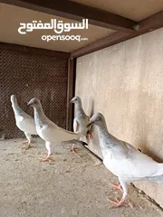  4 يهوديات المنيم