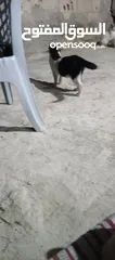  1 قطط للبيع بدون فلوس