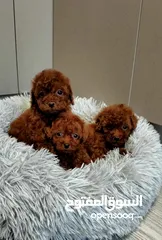  3 korean toy poodle T_cup now in Jordan كورين توي بودل تيكب