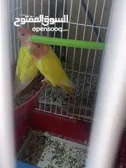  1 جوز روز اوبلاين عيون حمراء منتج البيع بالكوخ او بدونه