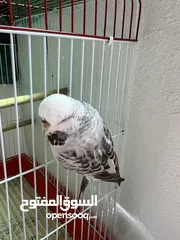  2 طيرة انجليزي رمادية ومخاليف فيش. وفراخ روز للزق اليدوي. الرجاء قراءة الوصف