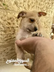  15 ‎ للبيع: جراء شيواوا صغيرة الحجم – شكل فاخر