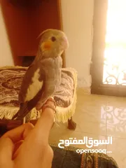  17 ببغاء كوكتيل اليف جدنننننن