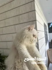  3 قطة هملايا عيون زرق