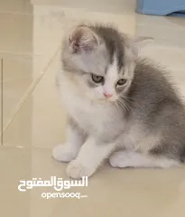  3 قطط سكوتش للبيع بسعر رمزي