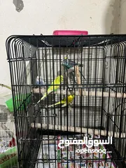  4 Birds for Adoption with Cage 5 Budgies 2 Love bird