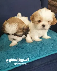  1 للبيع كلاب شيتزو ذكر عمر شهر صحه جيده