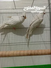  1 كوكتيل البينو عين حمراء للبيع
