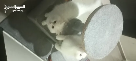  2 قطتين مع بيتهم