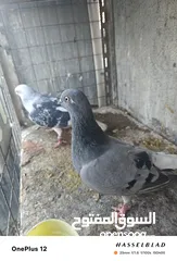 9 11 جوز مساويد، كشامره هومرات محيرات بواز مزهورات اسطنابله