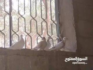  4 مطير و6 حبات حمام كريم و5 كيلو علف ...