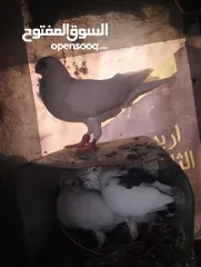  8 حمام صلاة على نبي شغال