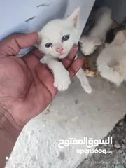  11 kitten 1month aged