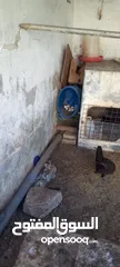  2 دجاج بلدي للبيع 15 جاجه وديكين