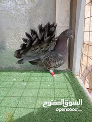 5 هزازات سعر حرررررق الوان مشكلة و حباااات بتجننننن