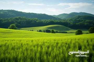  3 فرصة العمر للاستثمار – الموقع ما بتكرر ارض كوشان مستقل حوض خلة لحام جاهزه للبناء فيها رخصة وسعر مغري