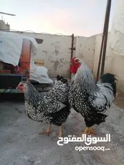  12 بيض فواخر دجاج الزينة العملاق والمقزم للفقاسات نظام اطقم كما موضح بالصور