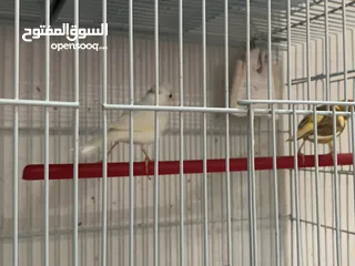  4 كناري سوري