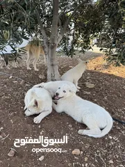  3 كلاب هاسكي للبيع ذكر وانثى