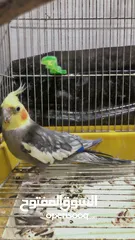  2 جوز كوكتيل للبيع بسعر حرق للتوصل