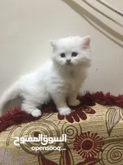  9 قطة شيرازي انثى