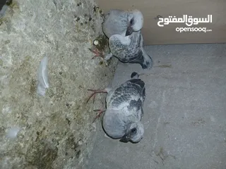  5 4 جواز شغاله  وفحل مكفوله للبيع دون الفراخ 35 دينار كوم